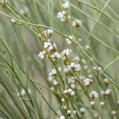 Choretrum glomeratum