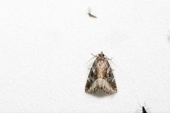 Pseudodeltote postvittata