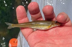 Phenacobius catostomus