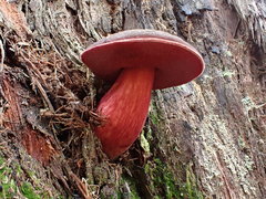 Boletus tasmanicus