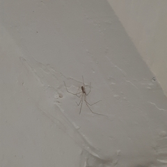 Pholcus phalangioides