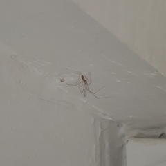 Pholcus phalangioides