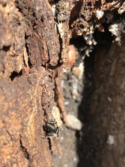 Camponotus aeneopilosus