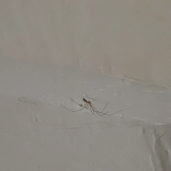 Pholcus phalangioides