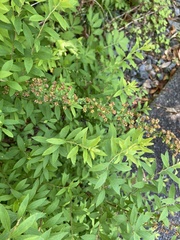 Spiraea cantoniensis