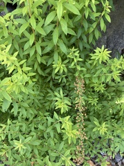 Spiraea cantoniensis