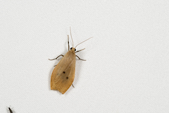 Manulea postmaculosa