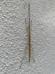 Sipyloidea
