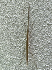 Sipyloidea