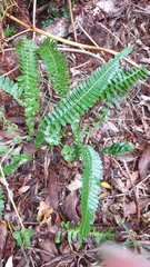 Blechnum punctulatum