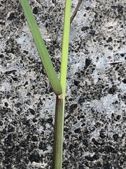 Angiospermae