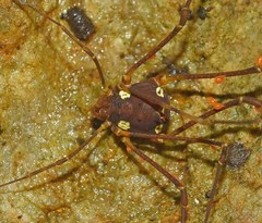 Cynorta quinquesignata