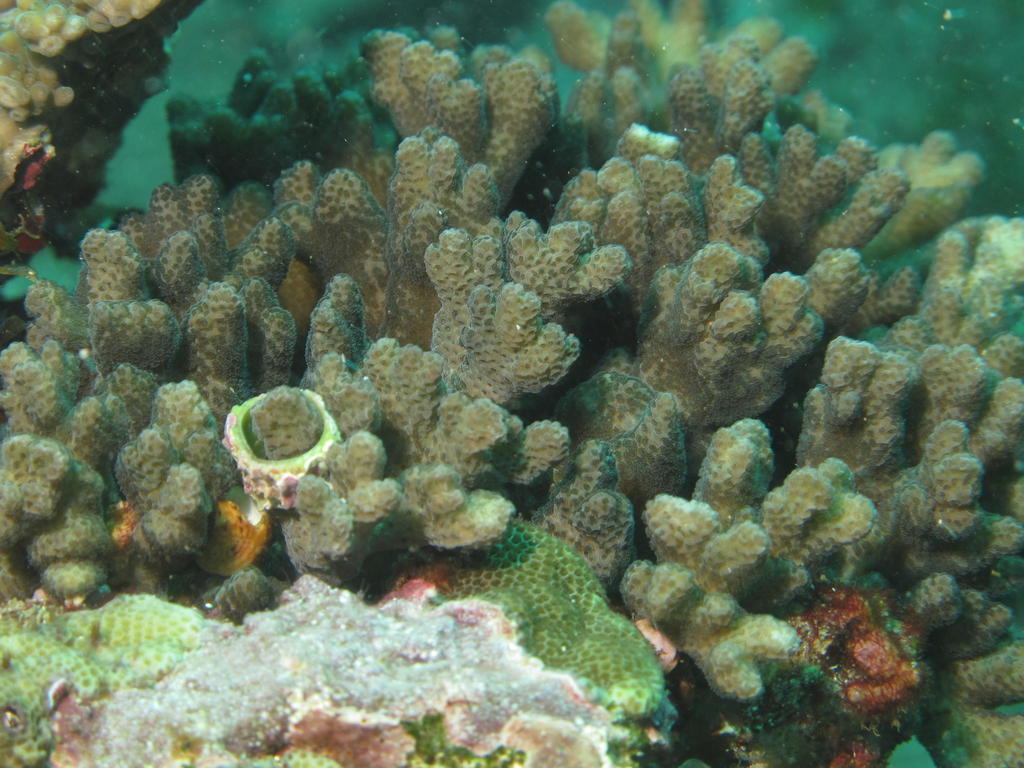 Stylophora madagascarensis