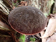 Boletus tasmanicus
