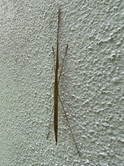 Sipyloidea