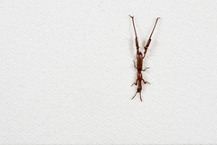 Calodromus