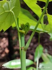 Macaranga griffithiana