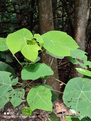 Macaranga griffithiana
