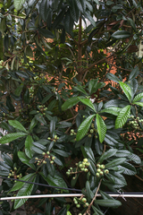 Eriobotrya japonica
