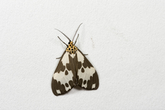 Nyctemera carissima