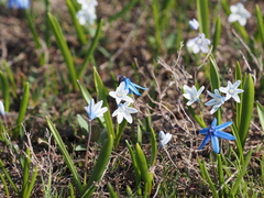 Puschkinia