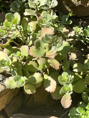 Kalanchoe fedtschenkoi