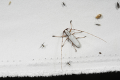 Olenecamptus cretaceus