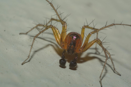 Striped lynx spider