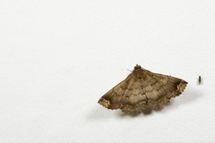 Adrapsa quadrilinealis