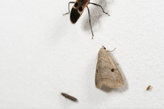 Bocula caradrinoides