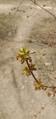 Acer negundo
