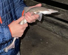 Mustelus henlei