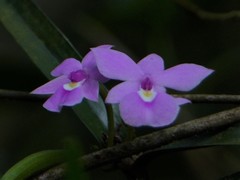 Dimerandra emarginata
