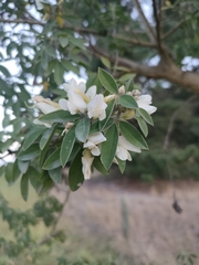 Chamaecytisus prolifer