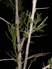 Halodiplosis sarcobati