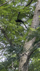 Ratufa bicolor