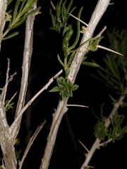 Halodiplosis sarcobati