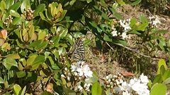 Papilio xuthus