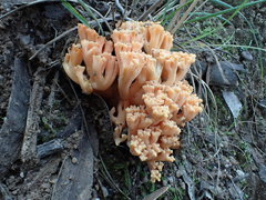 Ramaria anziana
