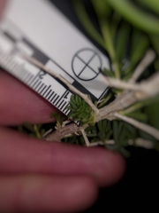 Halodiplosis sarcobati