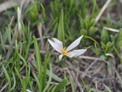 Colchicum trigynum