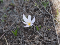 Colchicum trigynum