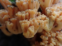 Ramaria anziana