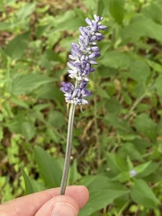 Salvia farinacea
