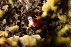 Microsternus tricolor