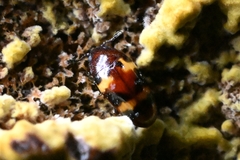 Microsternus tricolor