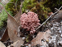 Ramaria botrytoides