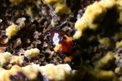 Microsternus tricolor