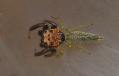 Nilakantha peckhami