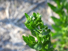 Helenium microcephalum
